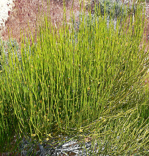 Ephedra viridis